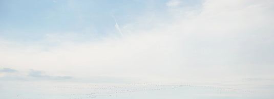 birds-flying-home-across-sky_1